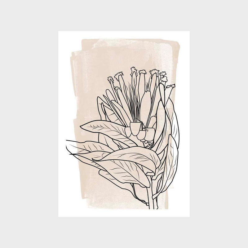 Protea Illustration 1 Art Print