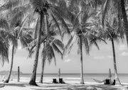 Under The Palms