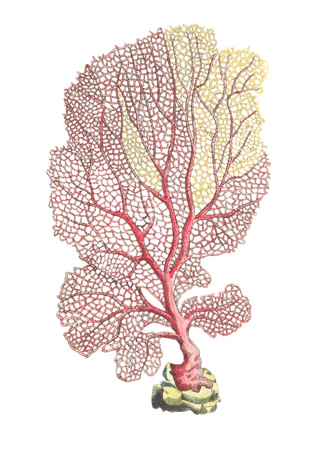 Vintage Coral Fan Canvas Wall Art