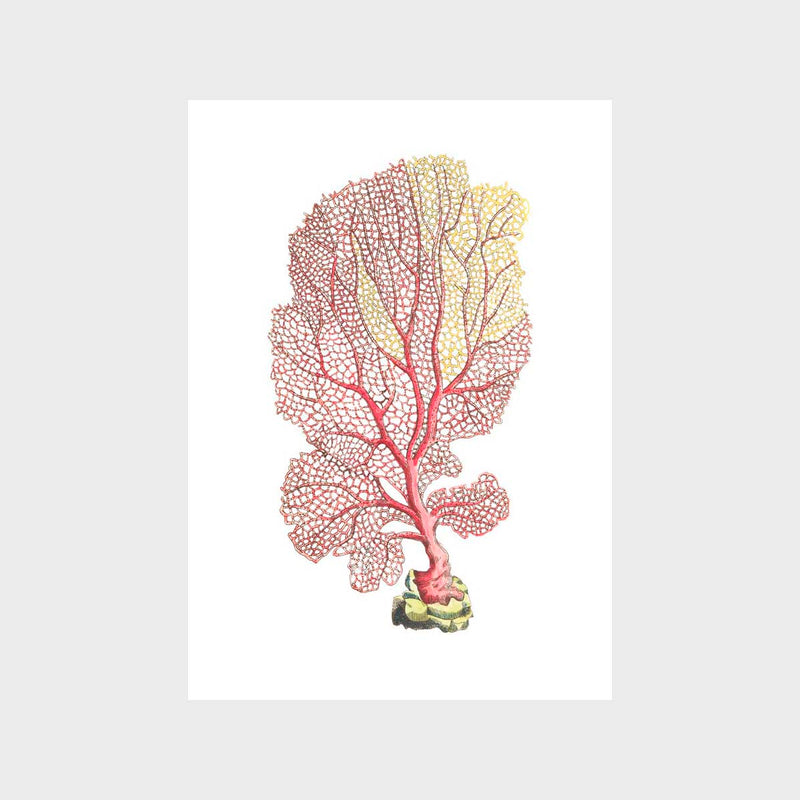 Vintage Coral Fan Art Print