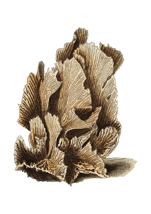 Vintage Lettuce Coral Canvas Wall Art