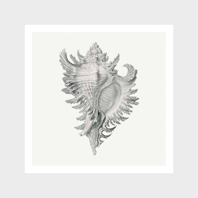 Vintage Shell Art Print