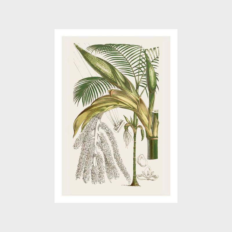 Vintage Botanical 1 Art Print