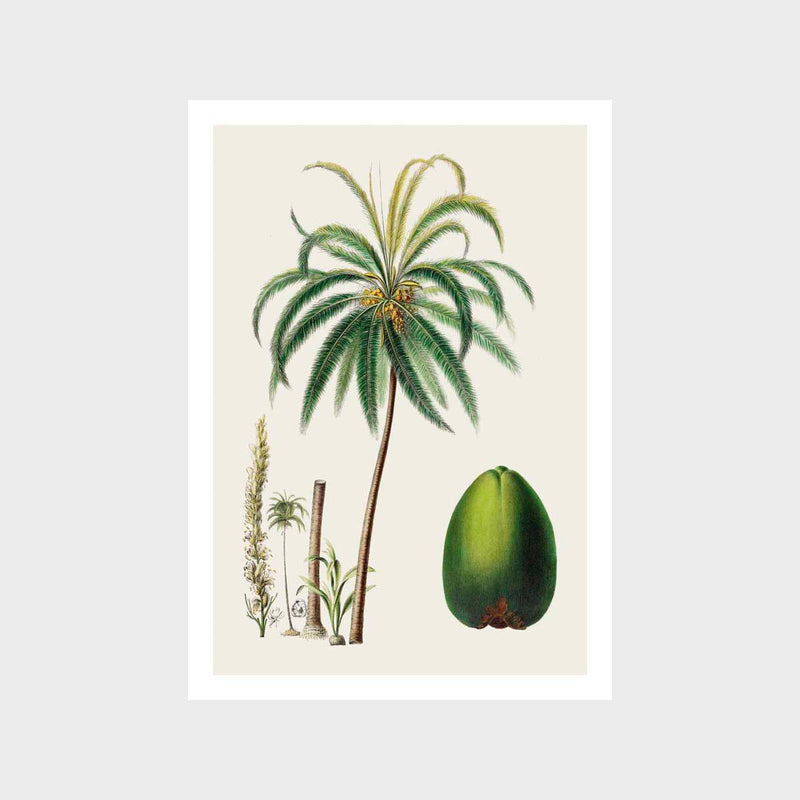 Vintage Botanical 2 Art Print