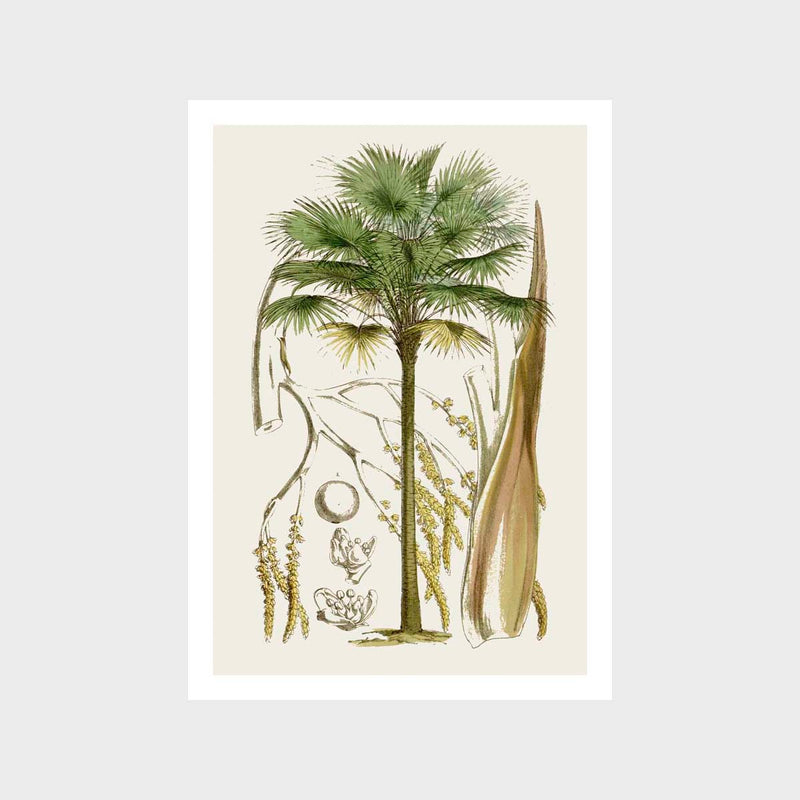 Vintage Botanical 3 Art Print