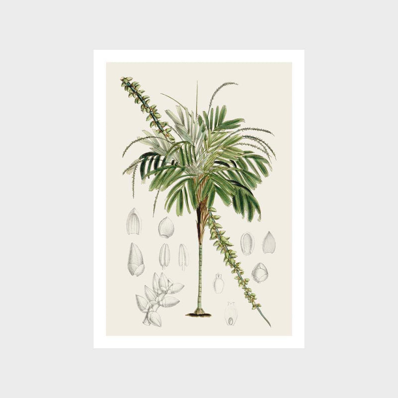 Vintage Botanical 4 Art Print