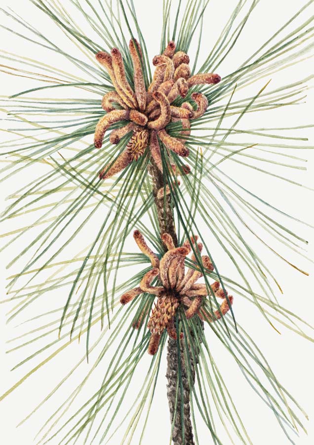 Vintage Loblolly Pine 1 Canvas Wall Art