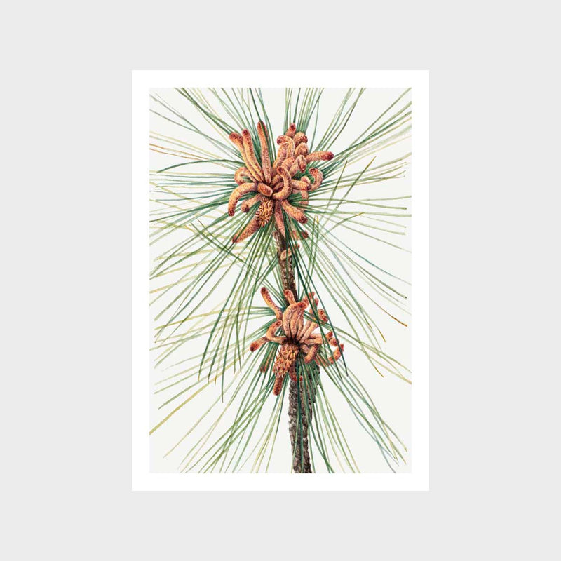 Vintage Loblolly Pine 1 Art Print