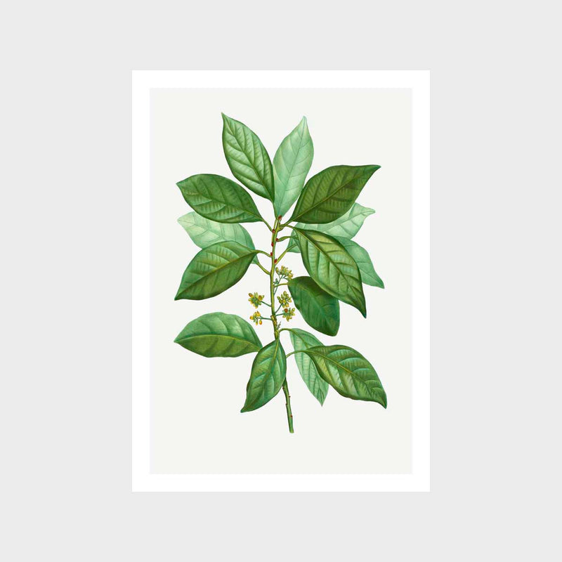Vintage Laurus Borbonia Art Print