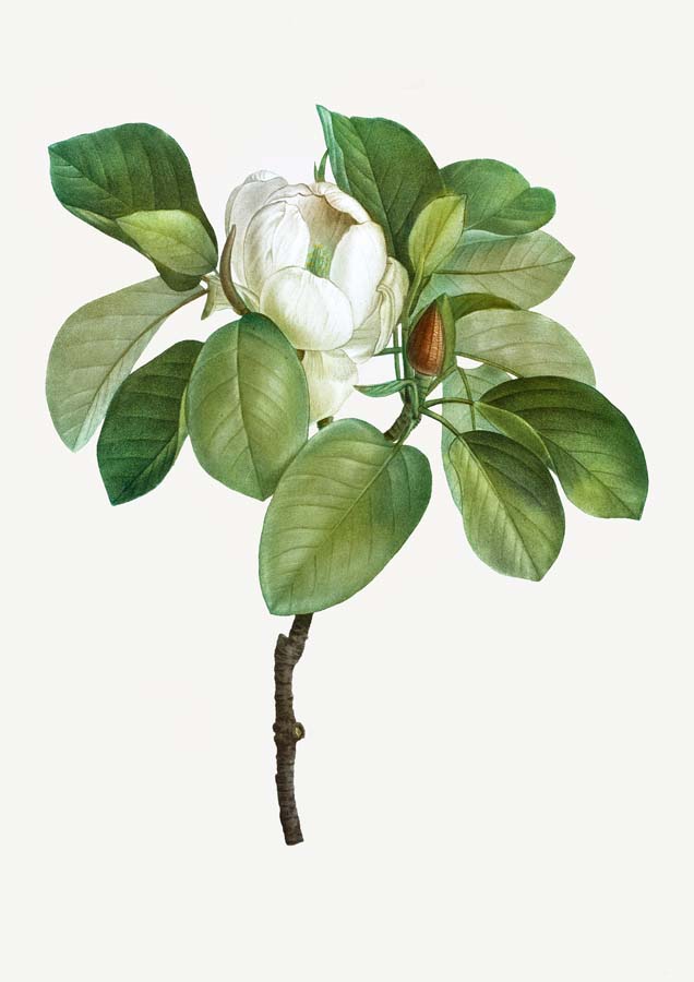 Vintage Magnolia Canvas Wall Art