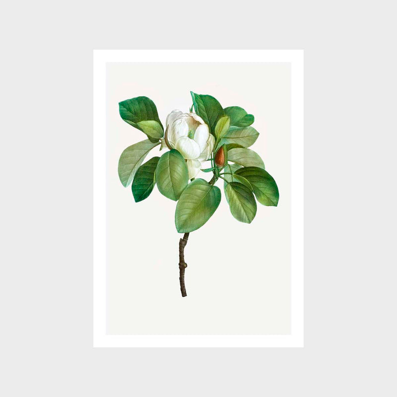 Vintage Magnolia Art Print