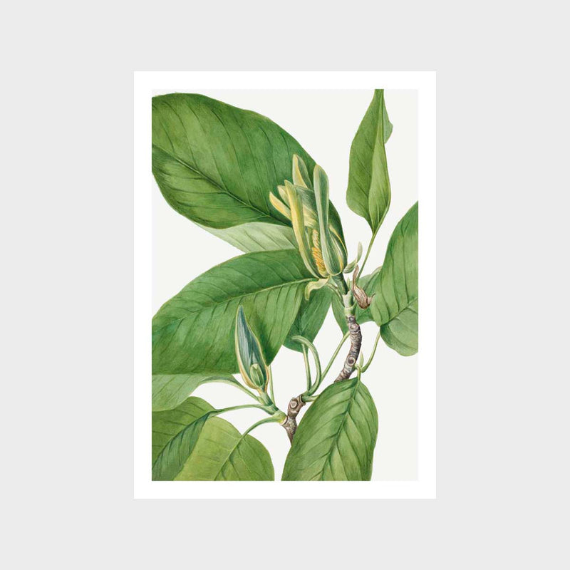 Vintage Magnolia 1 Art Print