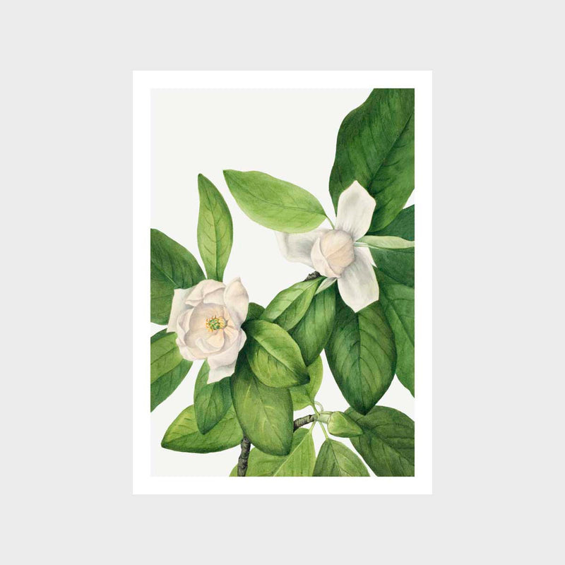 Vintage Magnolia 2 Art Print