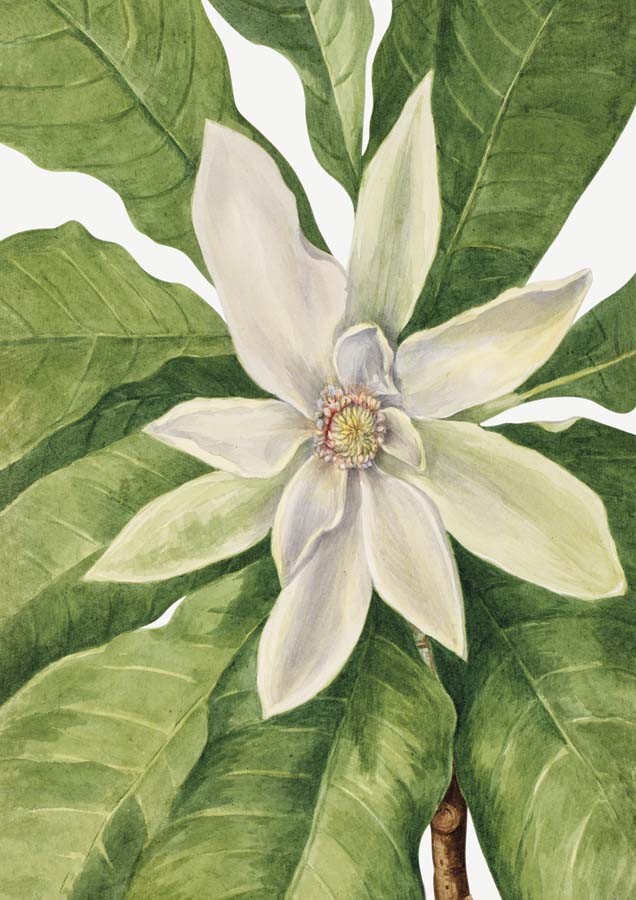 Vintage Magnolia 3 Canvas Wall Art