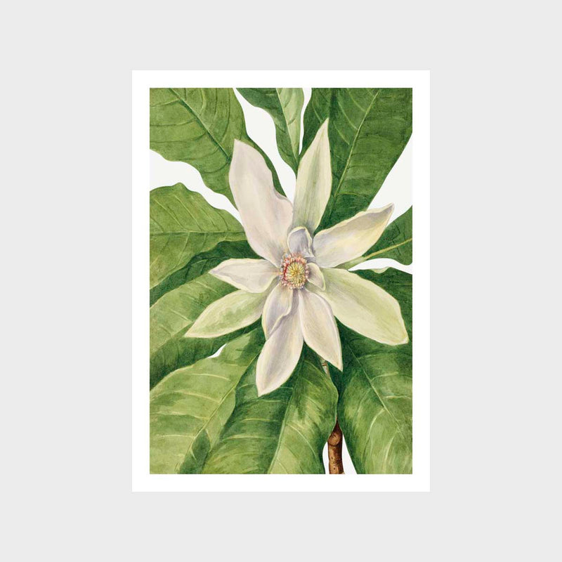 Vintage Magnolia 3 Art Print