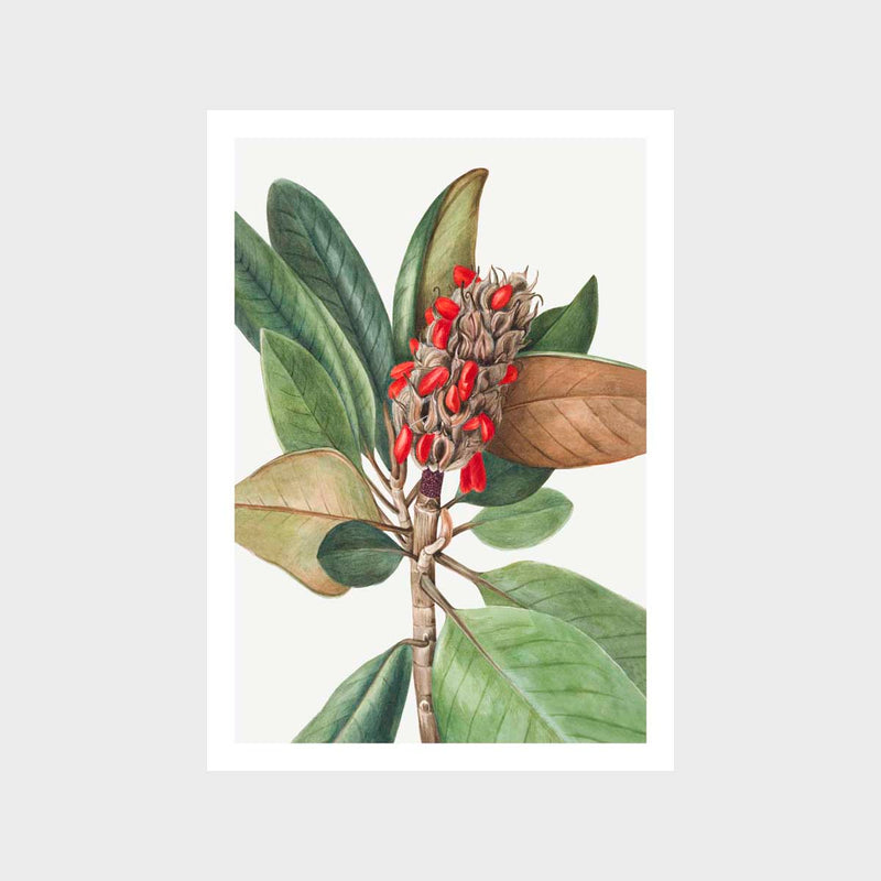 Vintage Southern Magnolia Art Print