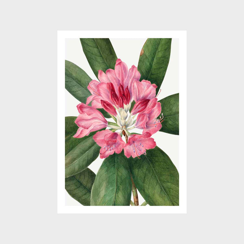 Vintage Mountain Rose Bay Art Print