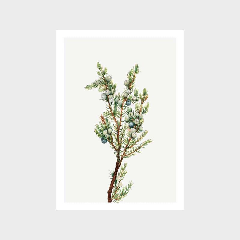 Vintage Mountain Juniper Art Print