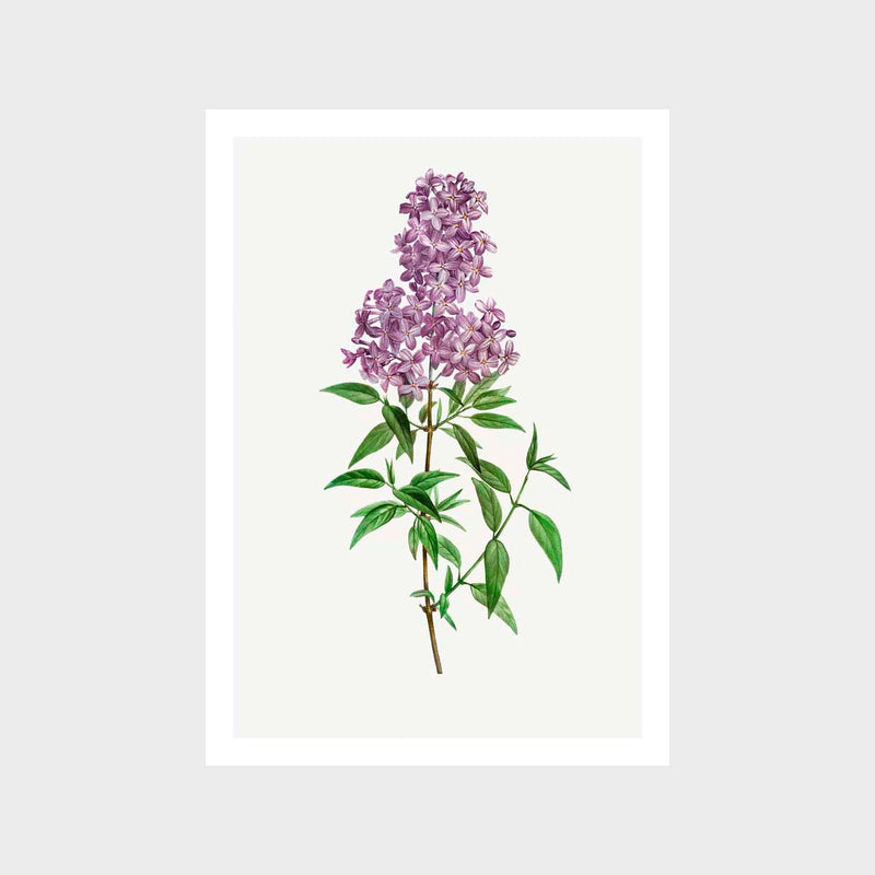 Vintage Persian Lilac Art Print