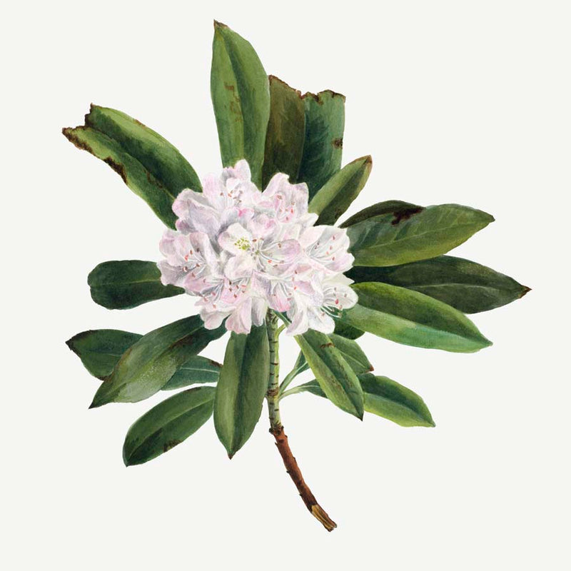 Vintage Rhododendron 1 Wall Art