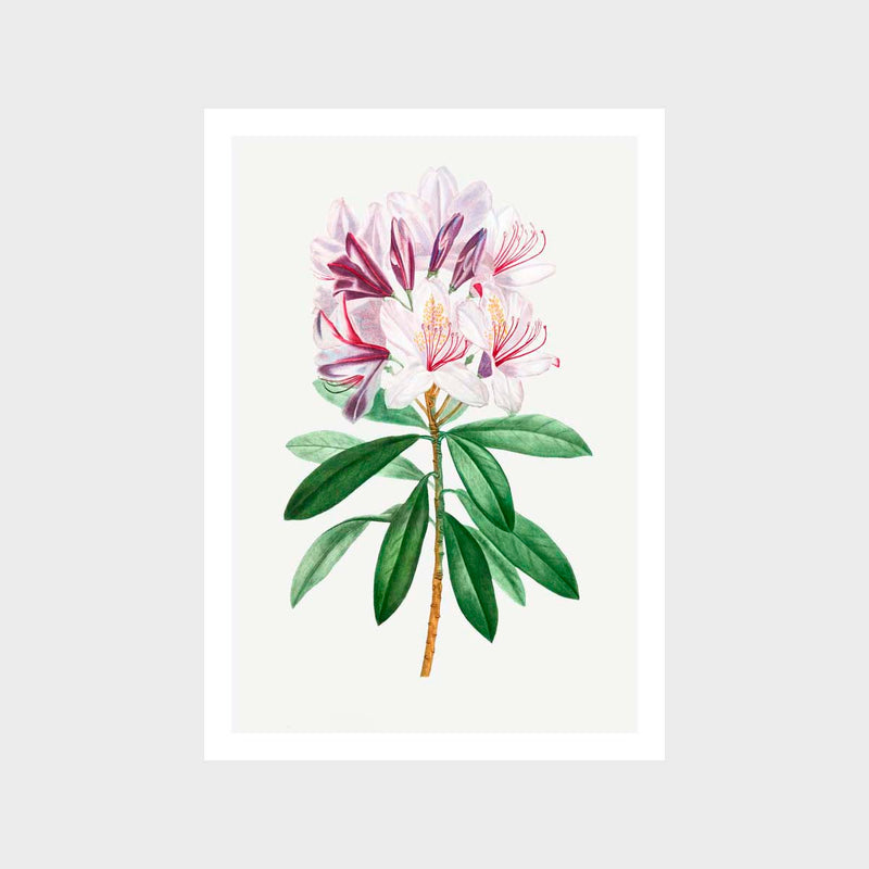 Vintage Rhododendron 2 Art Print