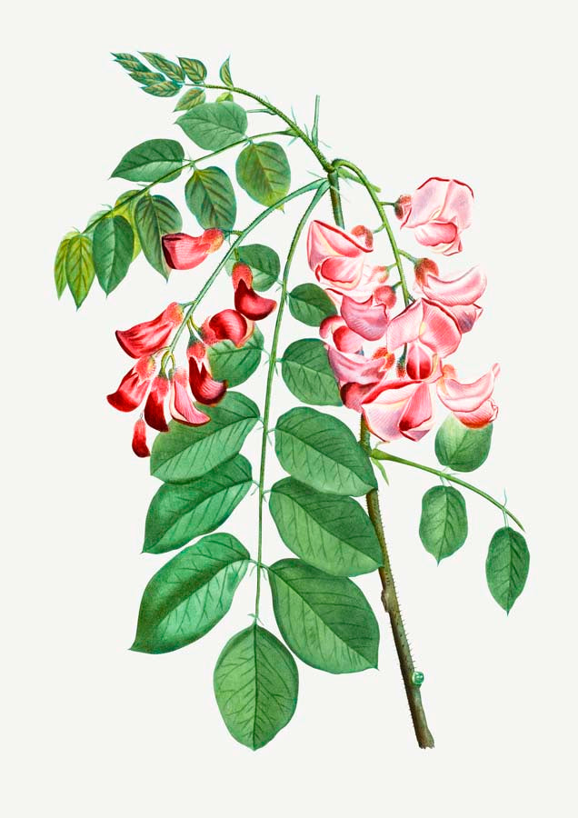 Vintage Robinia Rose Canvas Wall Art