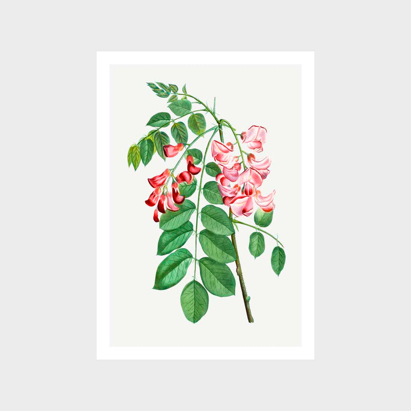 Vintage Robinia Rose Art Print