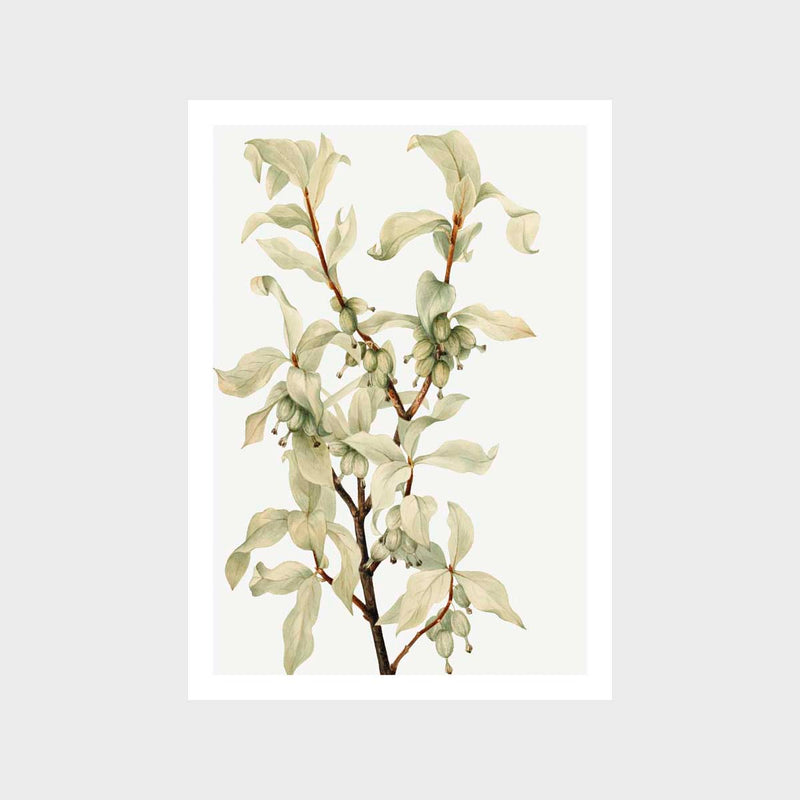 Vintage Silverberry Art Print