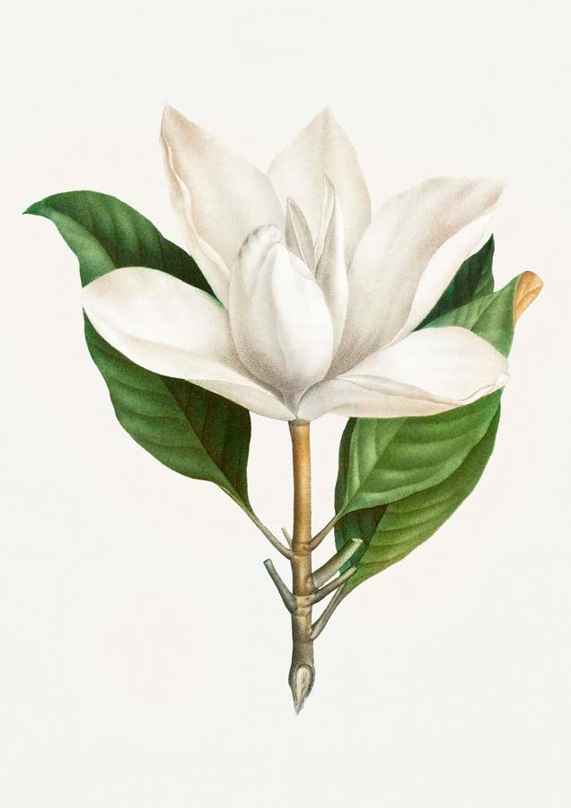 Vintage Southern Magnolia Canvas Wall Art