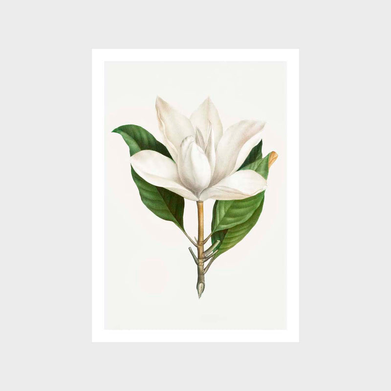 Vintage Southern Magnolia Art Print