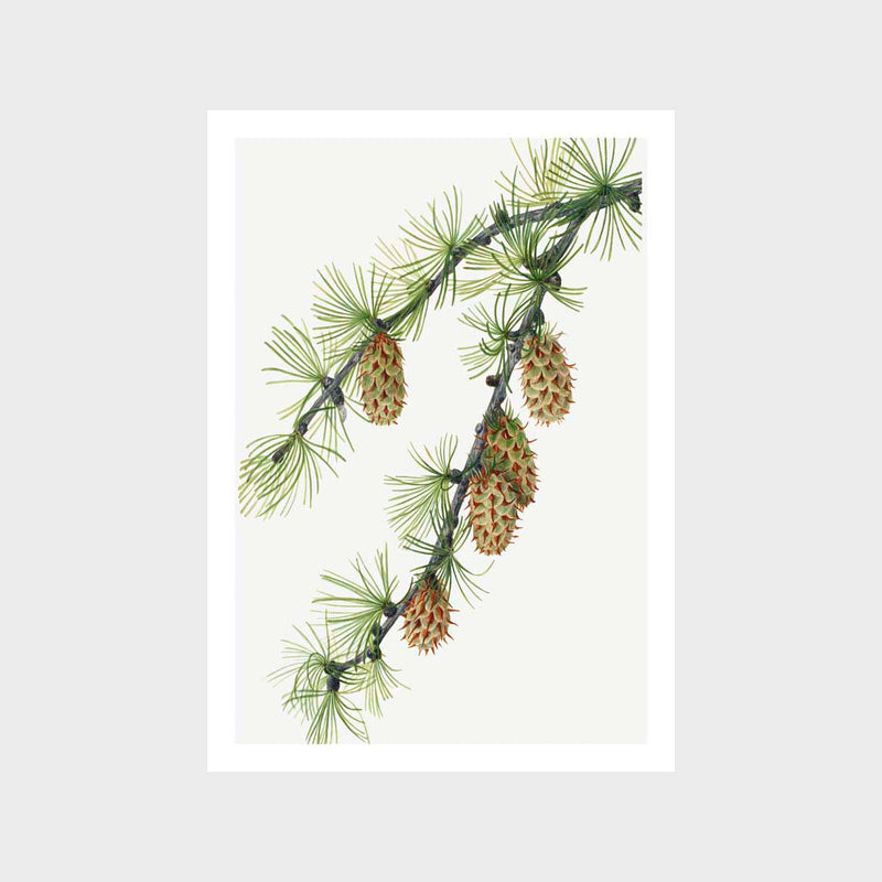 Vintage Western Larch Art Print