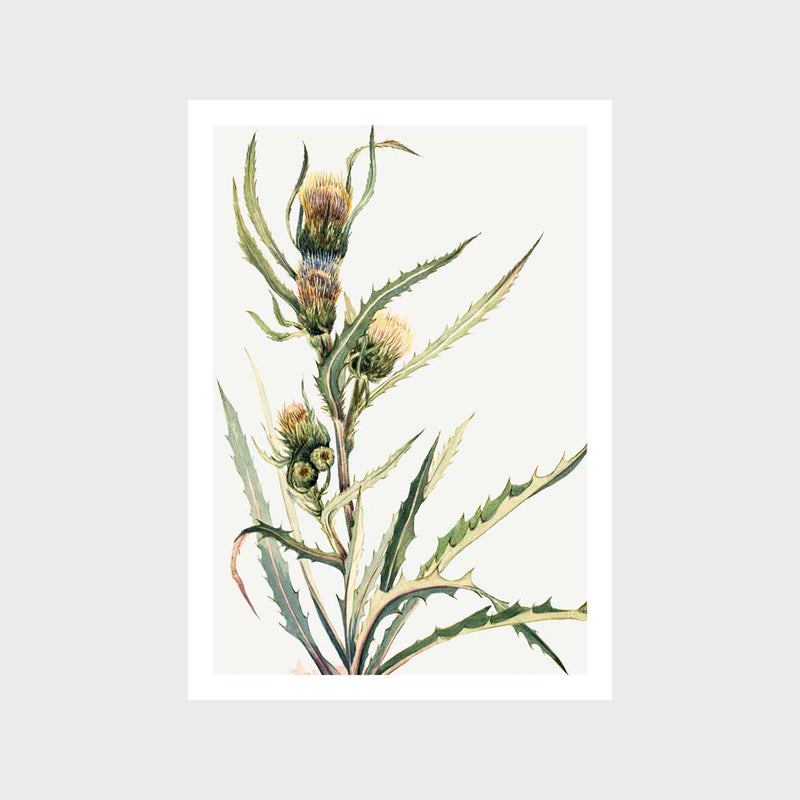 Vintage White Thistle Art Print