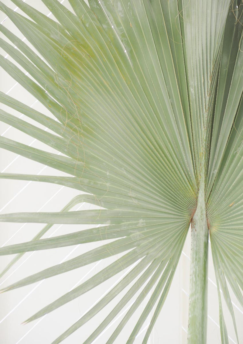 Fan Palm 1 Canvas Wall Art