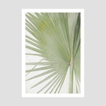 Fan Palm 1 Art Print