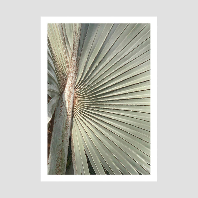 Fan Palm 2 Art Print