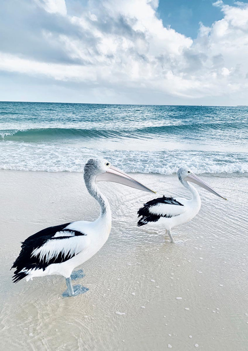 Pelican Canvas Wall Art