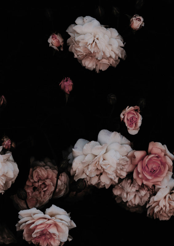 Moody Dusty Roses