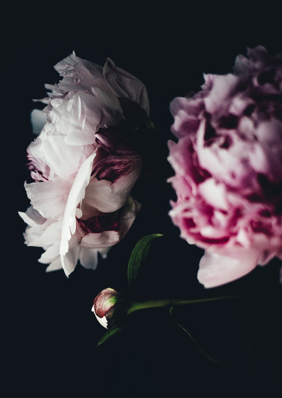 Close Up Peonies Moody