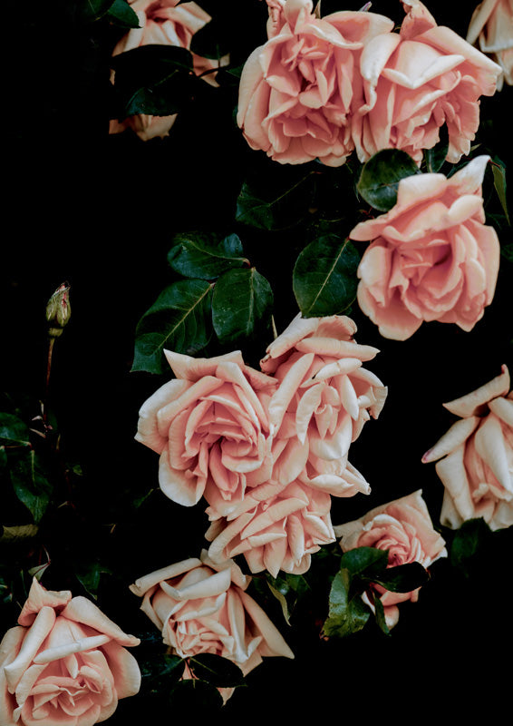 Dark Blush Roses