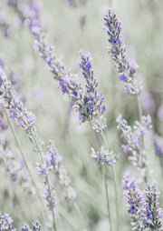 Bleached Lavender In Field