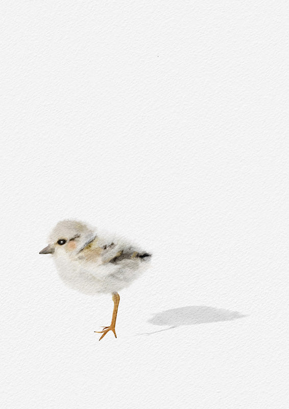 Baby Shorebird