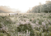 Misty Sunset Horse