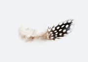 Spotted Feather Study