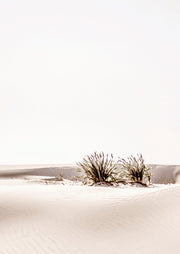 Desert Shrubs In White Sand
