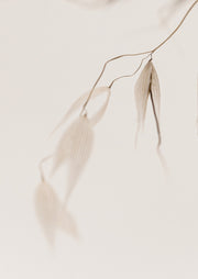 Dried Seed Pods In Neutral