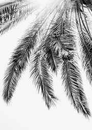 Palm Fronds Monochrome