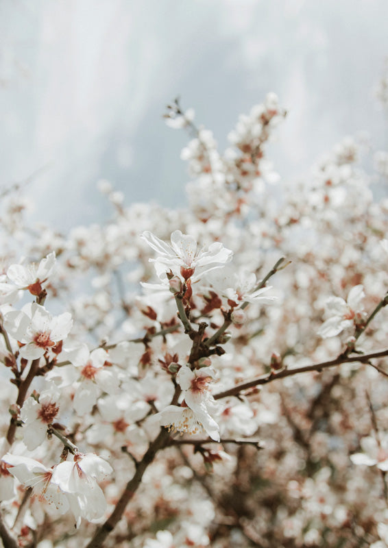 Blossom Against Blue Sky