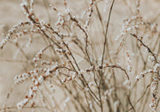 Desert Shrub Blossom