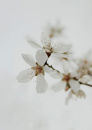 Delicate White Blossom