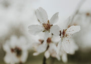 Soft Almond Blossom